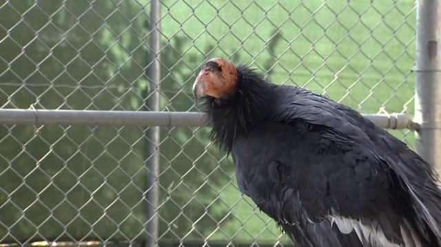 Condor Oakland Zoo 
