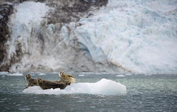 Harbor Seals Sit on an Ice Flow in Alaska 