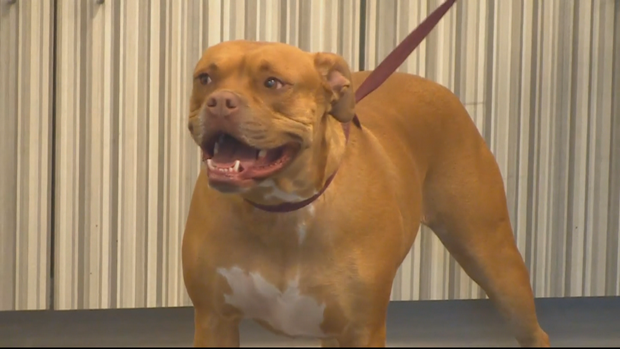 ATTACK SURVIVOR GETS SERVICE DOG 10VO.transfer_frame_40 