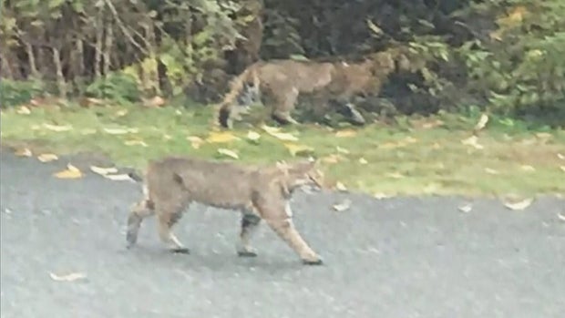 Bobcats Westford 