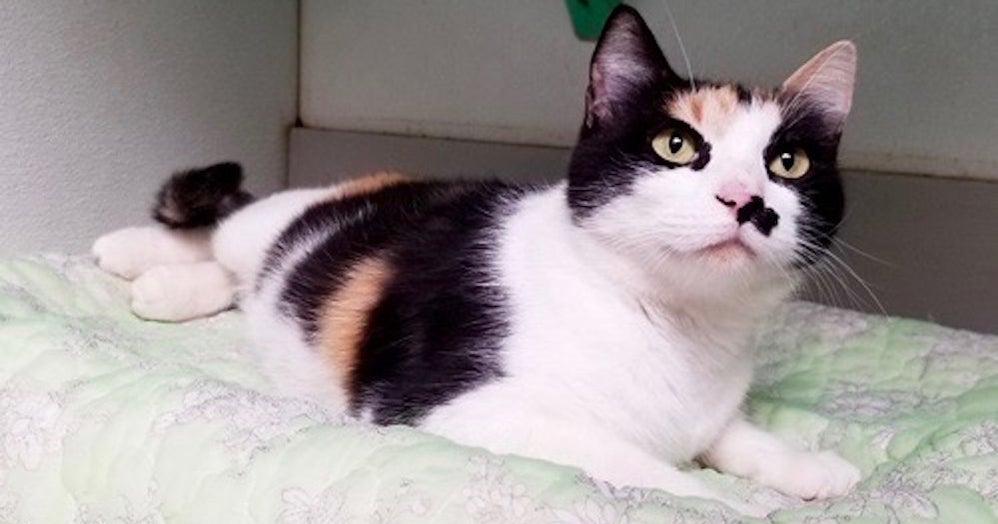 5 Cool Cats Ready For Adoption In Dallas CBS Texas