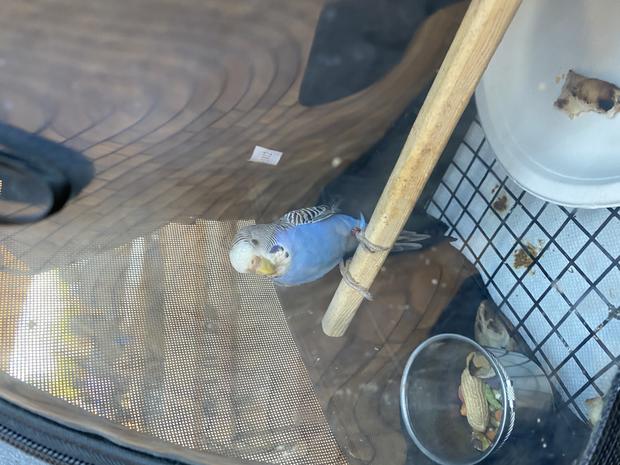 Parakeet Found At Bar 