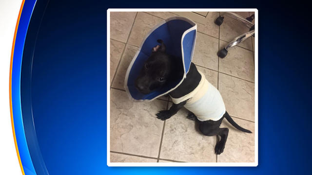 Ichiro Visits an Animal Shelter