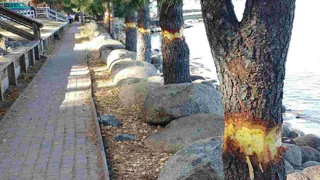 South-Lake-Tahoe-Vandalized-Trees-South-Lake-Tahoe.jpg 
