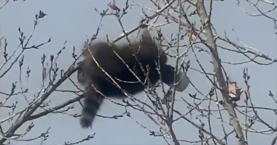 Video: Firefighters Rescue Raccoon With Head Stuck In Jar That Was ...