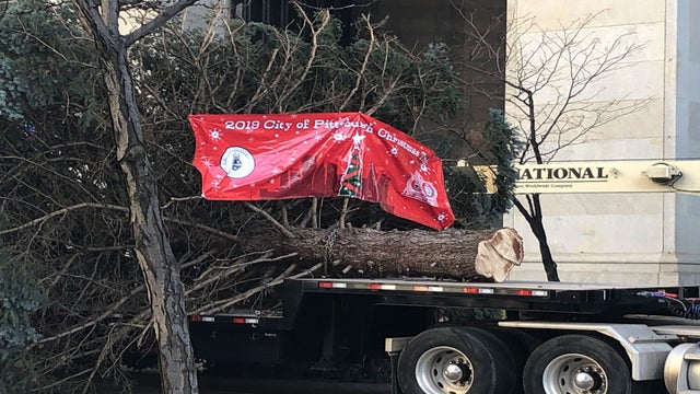 tree1.jpg 