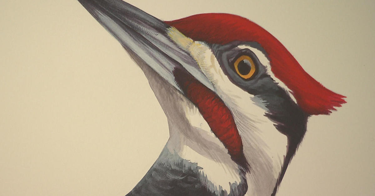 Illustrator David Sibley's bestselling field guides for birdwatchers