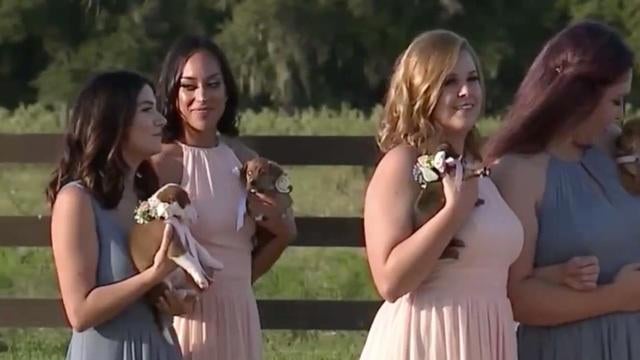 bridesmaidspuppies-1979598-640x360.jpg 