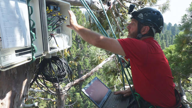 anthony-ambrose-collects-data-from-station-installed-in-canopy-of-giant-sequoia-tree-620.jpg 
