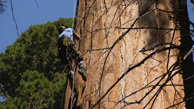 jonathan-vigliotti-climbs-sequoia-tree-620.jpg 