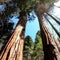 How drought is impacting giant sequoia trees
