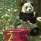 Bei Bei the giant panda leaving the National Zoo for China