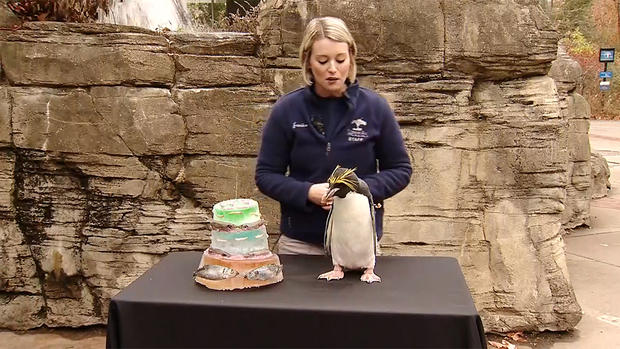 pittsburgh-zoo-mikey-penguin-birthday-2 