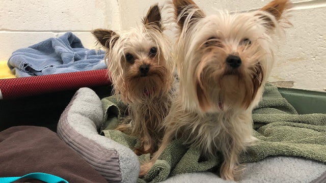 yorkies-mspca.jpg 