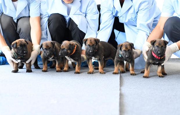china-cloned-police-dogs.jpg 