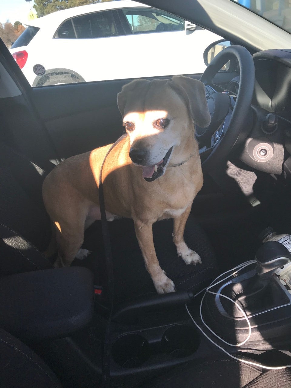 Dog's Journey From MN To Washington 2 
