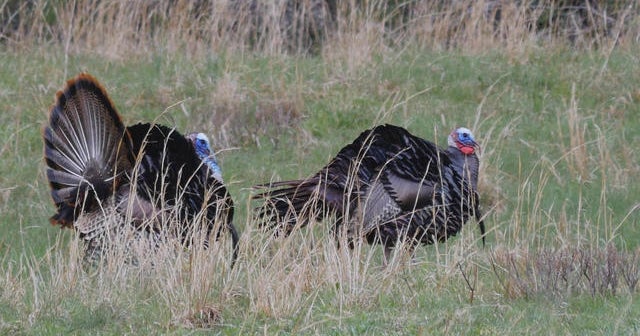 Nature: Turkeys in the Great Smoky Mountains