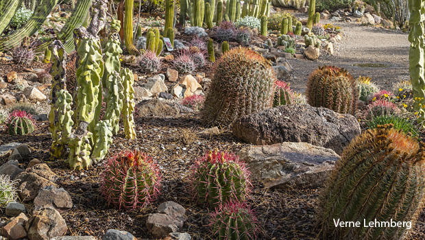 cactus-garden-verne-lehmberg-620.jpg 
