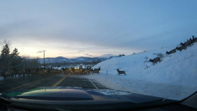 elk-crossing-2.jpg 