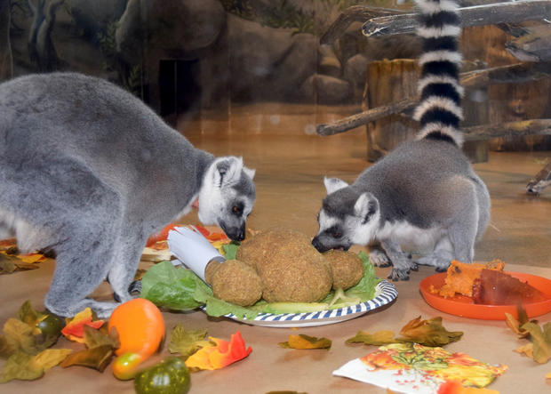Lemurs Celebrate Thanksgiving 