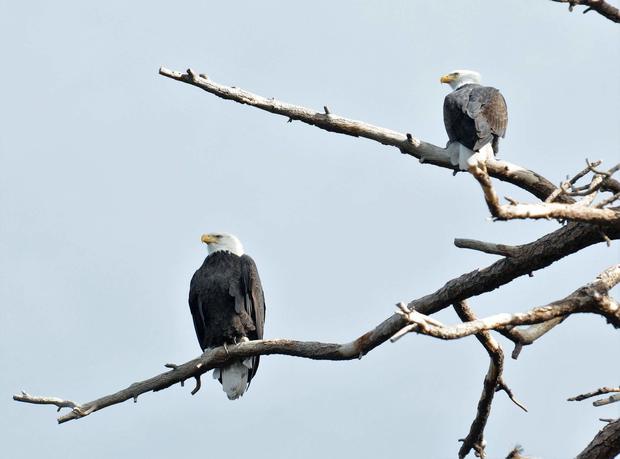 bald eagles in san bernardino national forest 