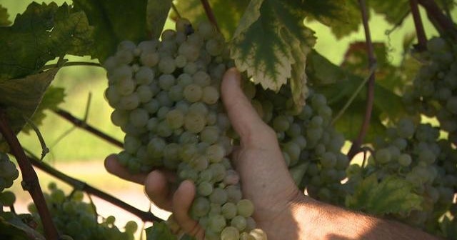 Climate change is threatening Prosecco vineyards