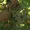 Prosecco vineyards threatened by climate change