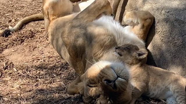 lions-taking-cat-nap.jpg 