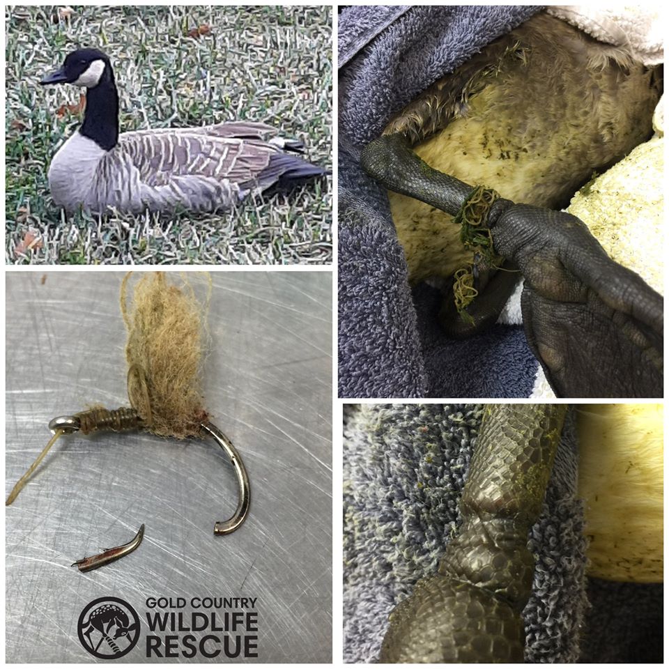 Injured Goose Rescued In Rancho Cordova Victim Of Improperly Discarded ...