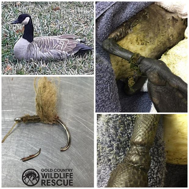 Injured Goose Rescue - Gold Country Wildlife Rescue 
