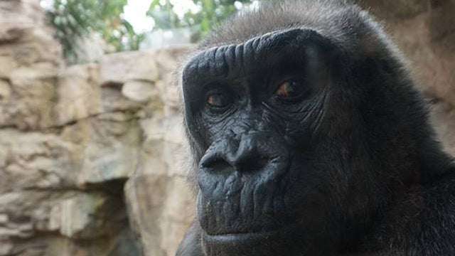 Gigi-the-gorilla-at-Franklin-Park-Zoo.jpg 