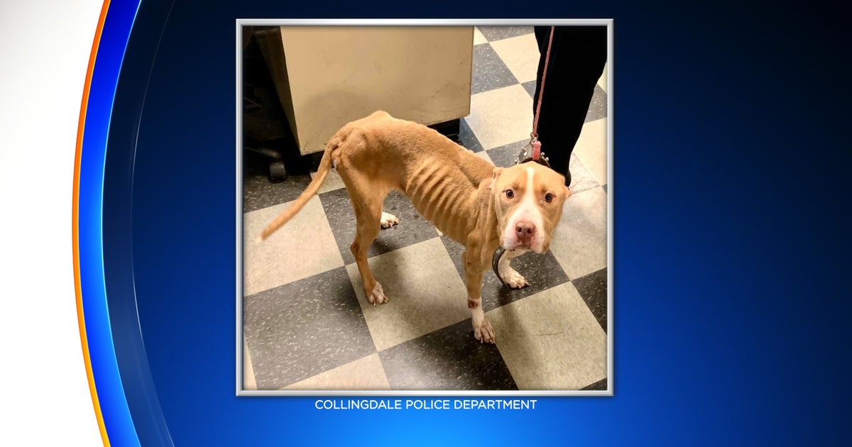 Police: Brandywine Valley SPCA Caring For Emaciated Dog Found In ...
