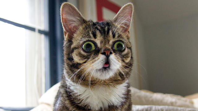 bub-internet-cat.jpg 
