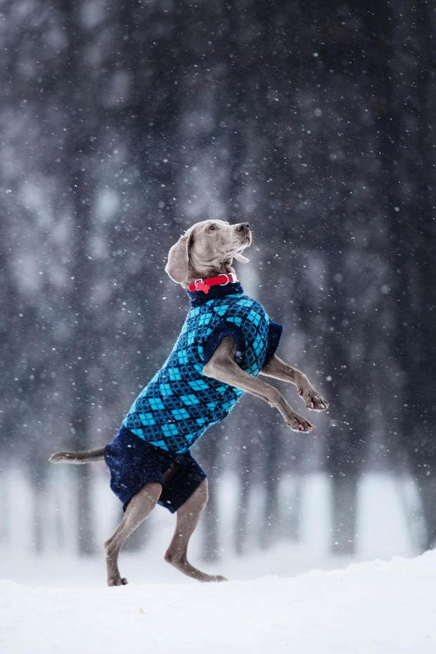 weimaraner dog in a sweater playing in the snow 