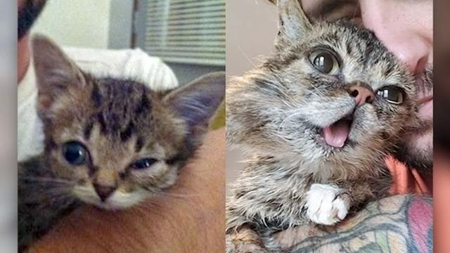 cbsn-fusion-lil-bub-has-died-internet-famous-2019-12-02-thumbnail-417723-640x360.jpg 