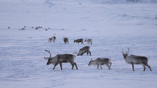 reindeer.jpg 