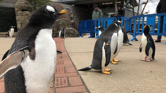penguins-on-parade-pittsburgh-zoo.jpg 