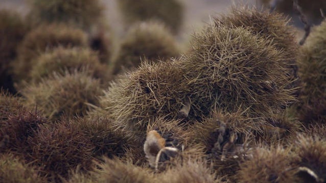 1205-ctm-consumerchestnuttree-reid-1988966-640x360.jpg 