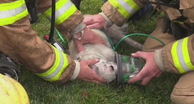 brea firefighters rescue dog 
