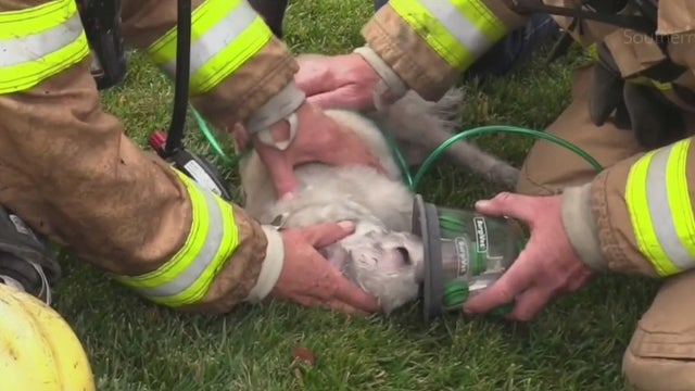 brea-firefighters-rescue-dog.jpg 