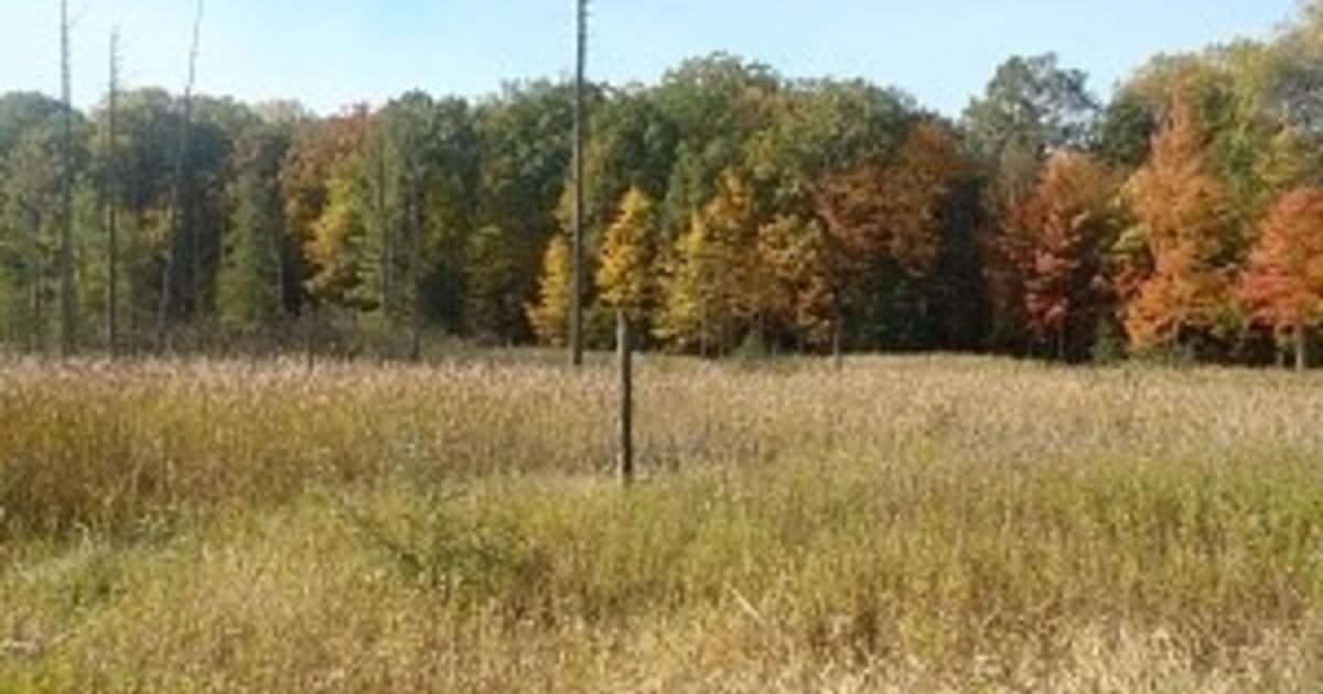 Looking For Property? DNR Public Land Auction Starts Tuesday CBS Detroit