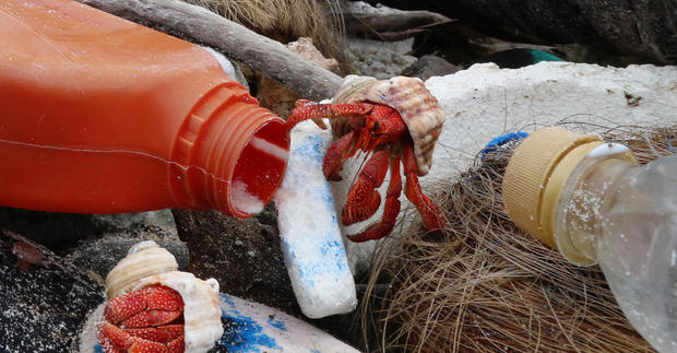 cocos-is-hermit-crabs-on-plastic-debris-credit-silke-stuckenbrock-crop.jpg 