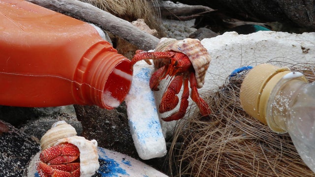 cocos-is-hermit-crabs-on-plastic-debris-credit-silke-stuckenbrock-crop.jpg 