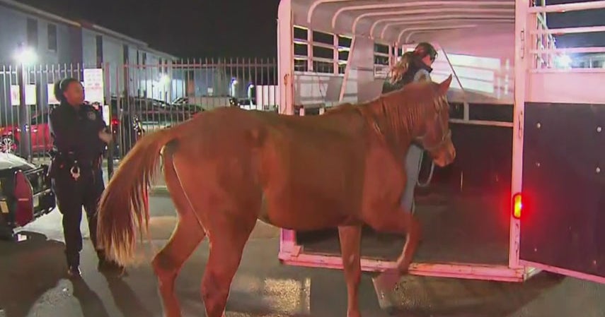 Suspected Drunken Man Arrested After Injuring Horse While Riding It On ...