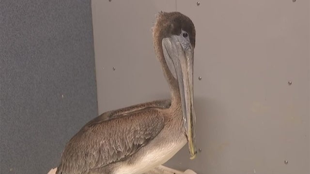 Pelican.jpg 