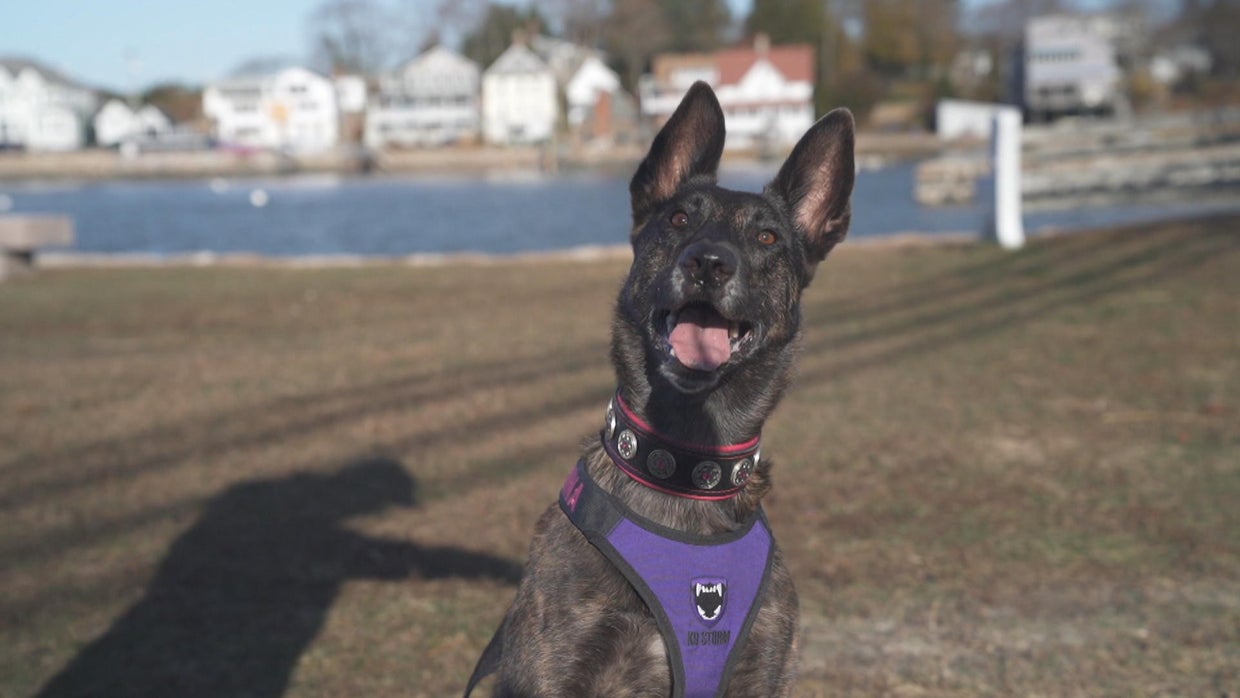for-headlines-martin-service-dog-fd-frame-1542.jpg 