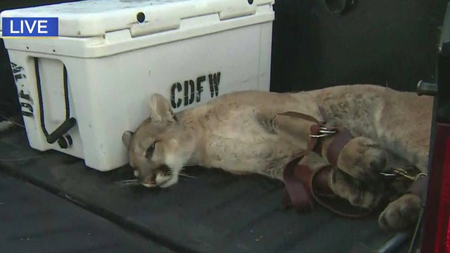 mountain-lion-captured.jpg 