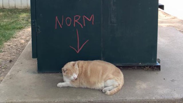 norm-cat.jpg 