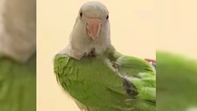 parrot.jpg 