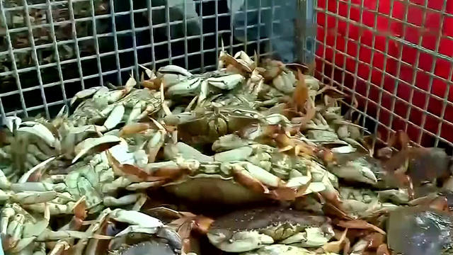 crab-season.jpg 